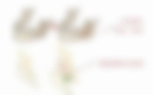 擅长项目详解